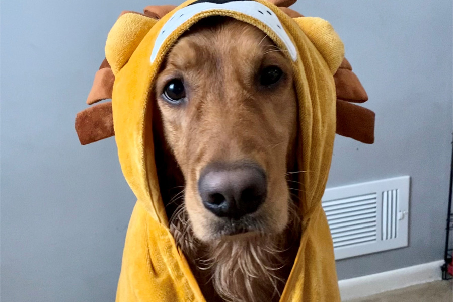 A brown dog wearing a yellow towel with a hood