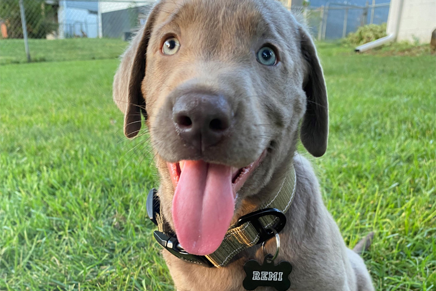 A brown dog with its tongue out