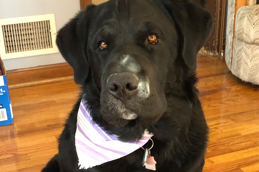 A black dog wearing a white and pink bandana