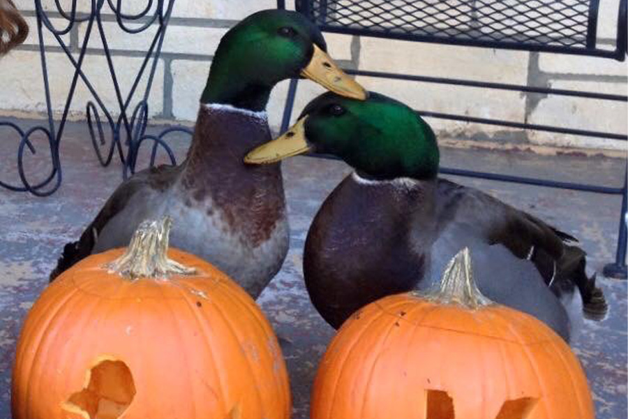 Two mallard ducks behind two carved pumpkins
