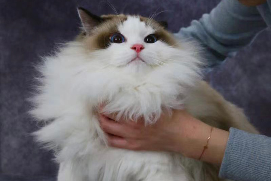 A long-haired white and brown cat