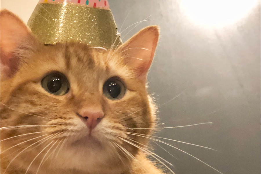An orange cat wearing a party hat