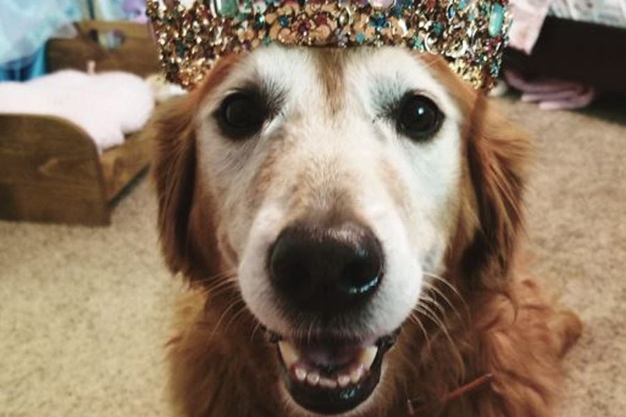 A golden retriever wearing a tiara