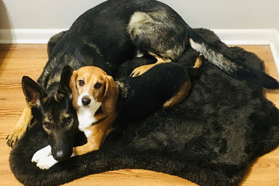 Two dogs on a blanket