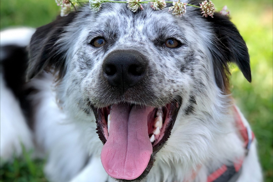 A black and white dog with her tongue out