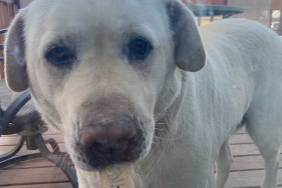 A white dog with a treat in its mouth