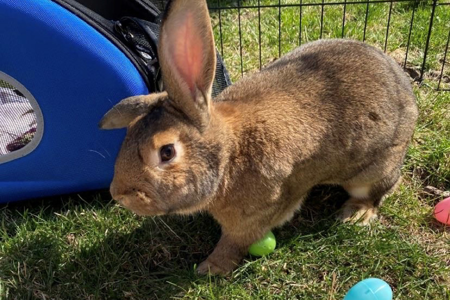 A brown bunny with plastic Easter eggs
