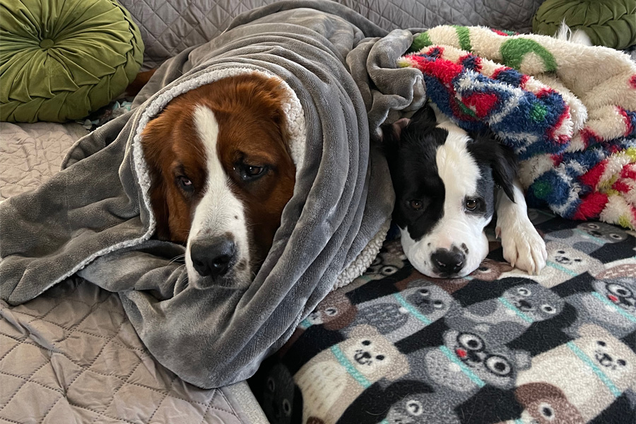 A brown and white dog and a black and white dog underneath a gray blanket