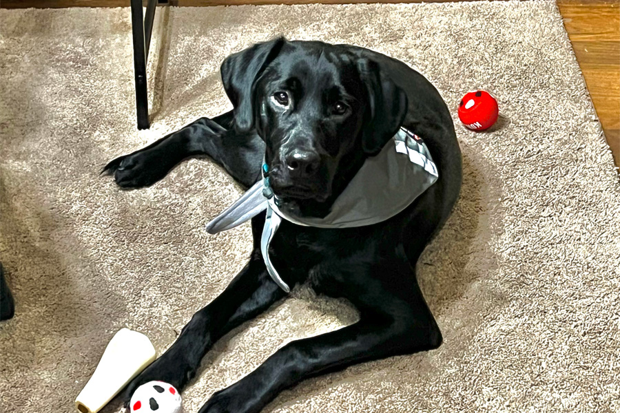 A black dog wearing a gray bandana