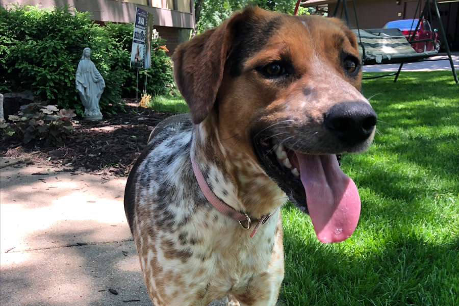 A brown, black and white dog with its tongue out