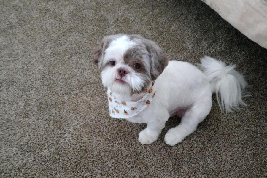 A small white and gray dog wearing a white bandana
