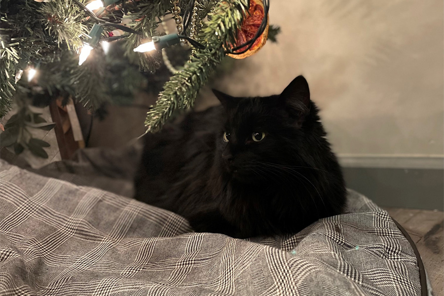 A black cat next to a Christmas tree