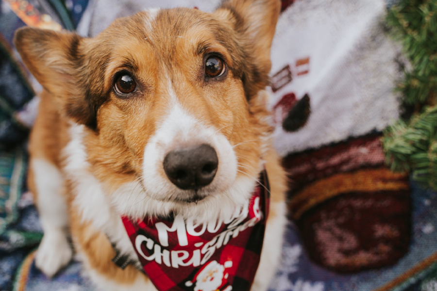 A corgi wearing a plaid Christmas-themed banana