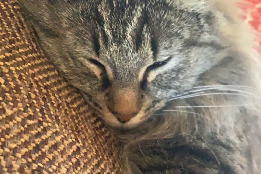 A sleeping gray tabby