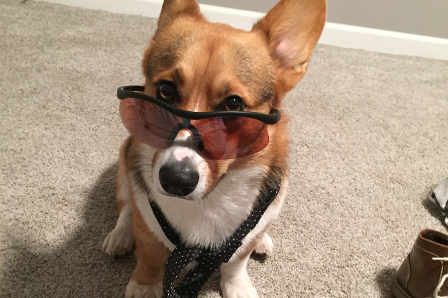 A small dog wearing sunglasses and a tie