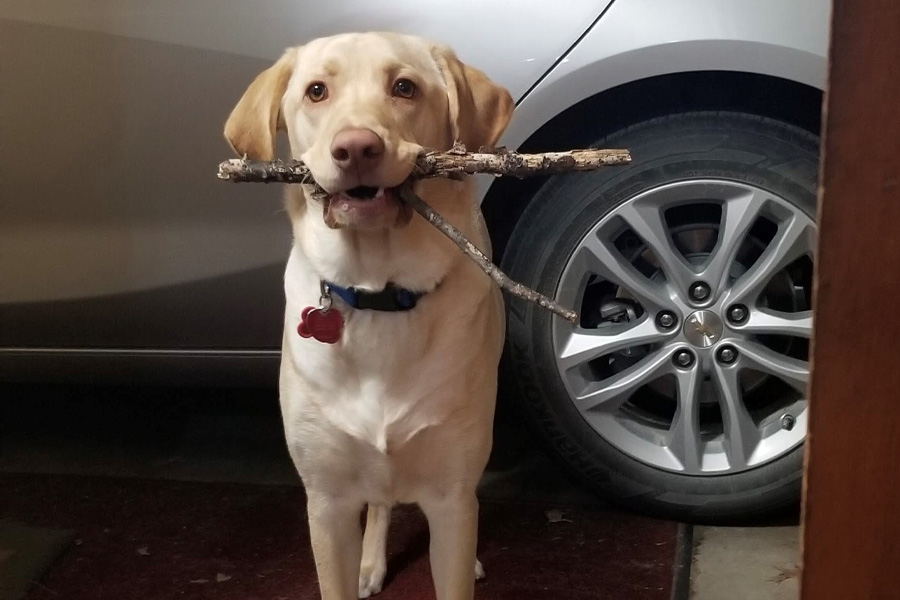 A tan dog with a stick in its mouth