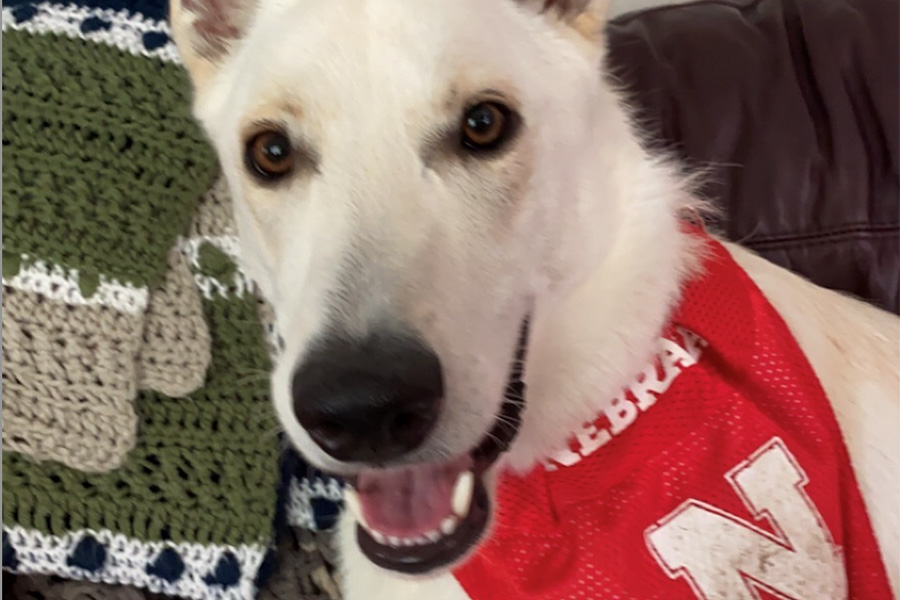 A white dog wearing a Huskers bandana