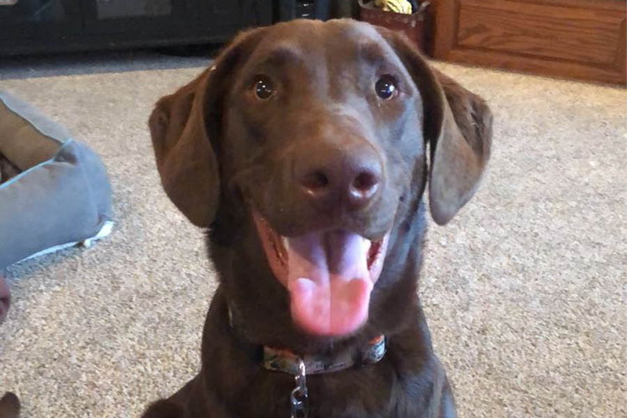 A brown dog with its tongue out