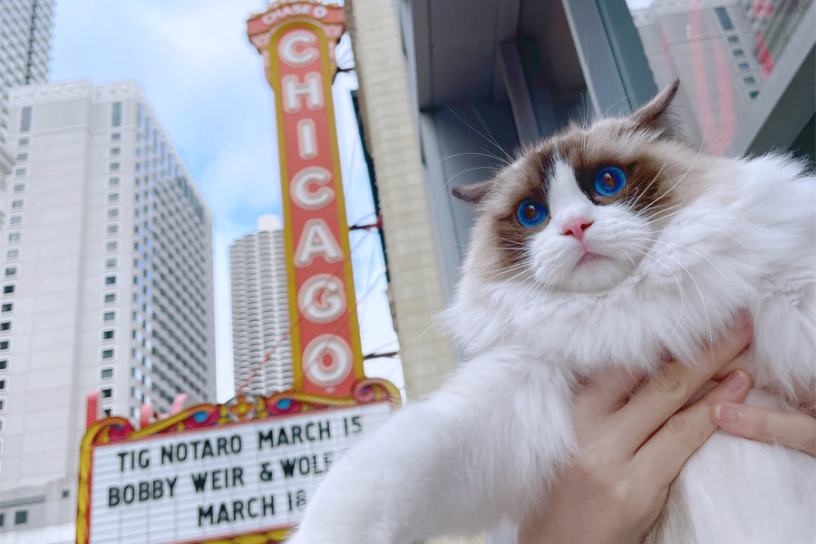 A long-haired white and brown cat with blue eyes