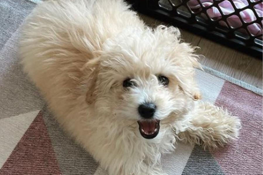 A fluffy white dog