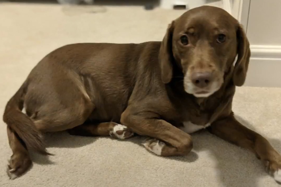 A large brown dog