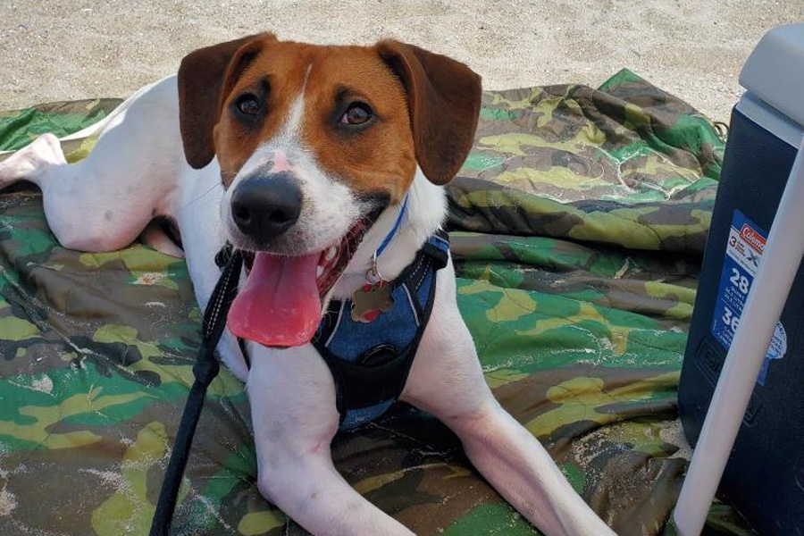 A brown and white dog on a beach