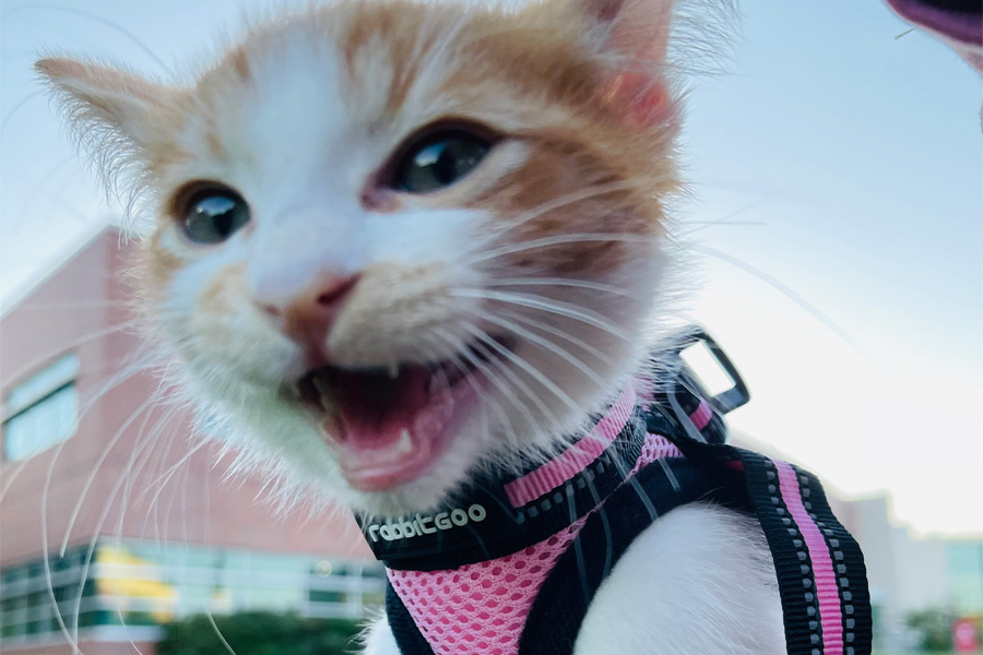 A white and brown cat in a pink harness