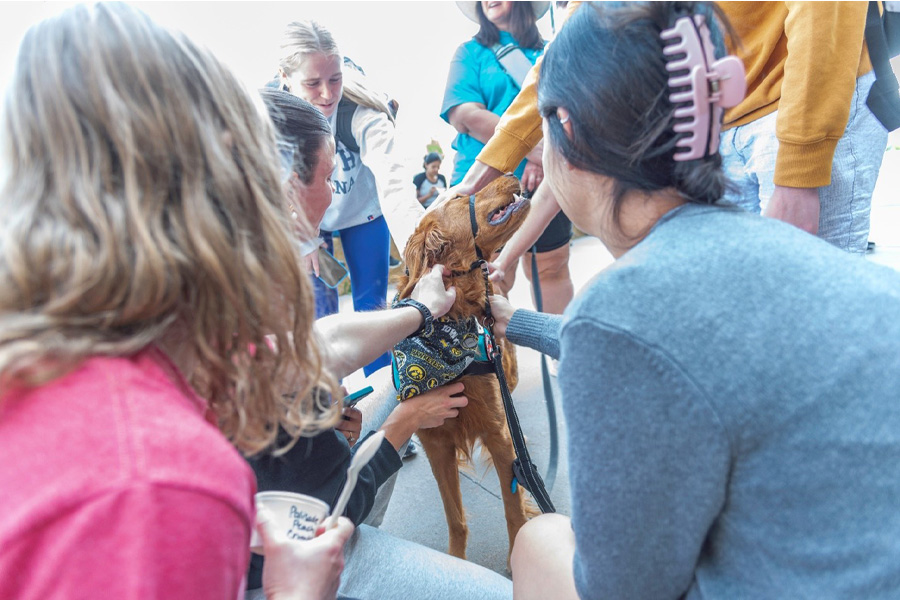 Student surround a golden retriever as part of a campus event including support animals.